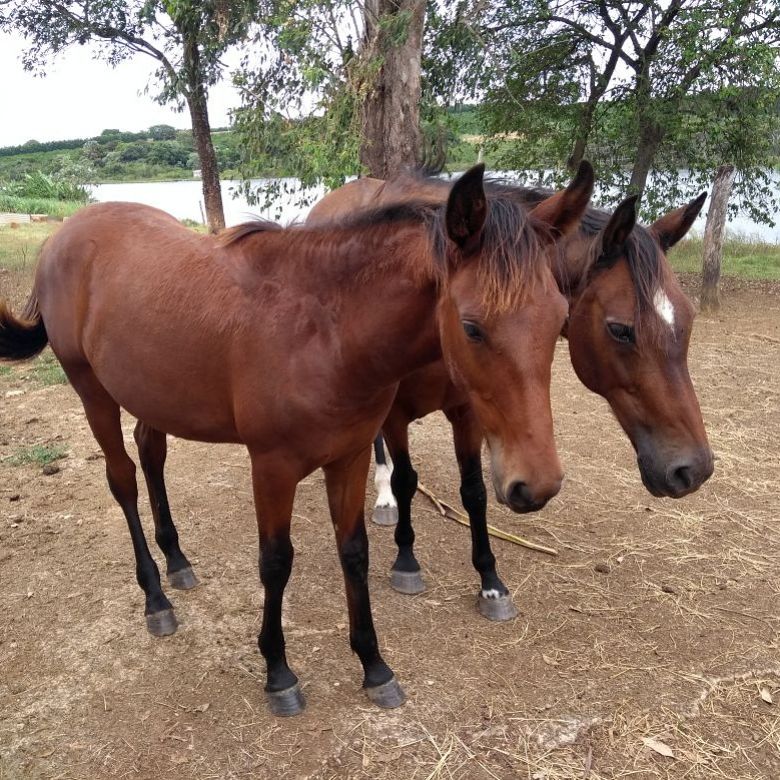 POTRO MANGALARGA