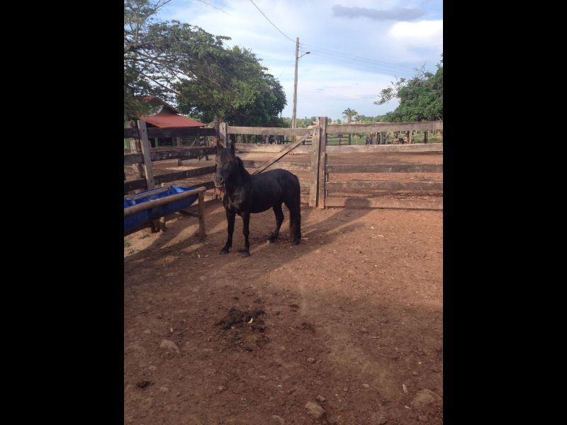 DIAMANTE NEGRO