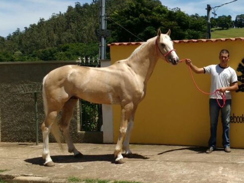 BEM BONITO 42 (T.E.)