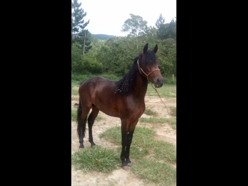 LUNDU FB ARPOADOR