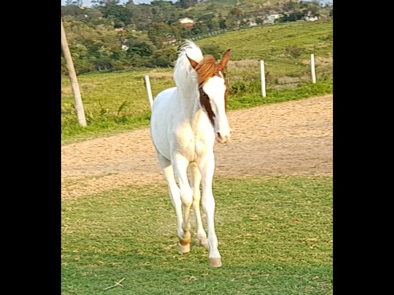 ÁRTICO AMF