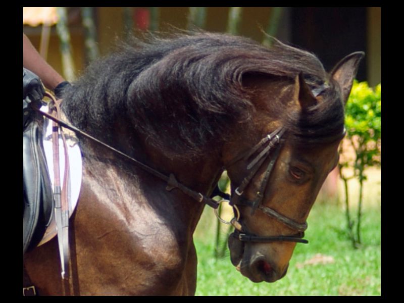 FASCINIO AL