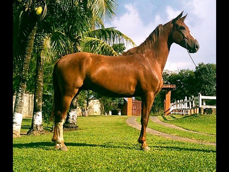 MANDACHUVA J.F.