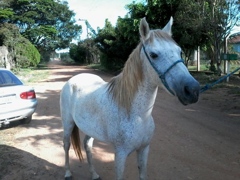 CHINOCA