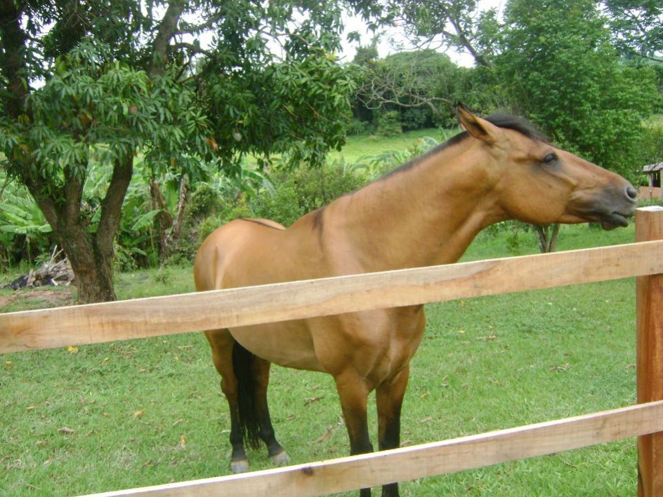 GARANHÃO CAMPOLINA