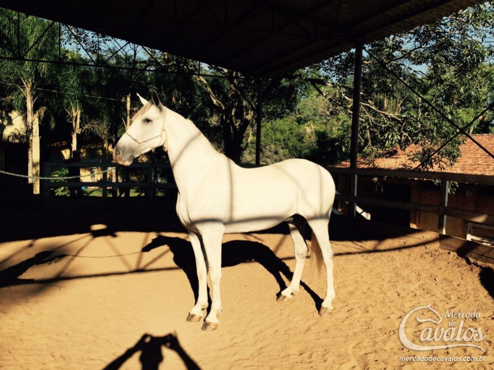 DEFENSOR DO HARAS PEDRINA