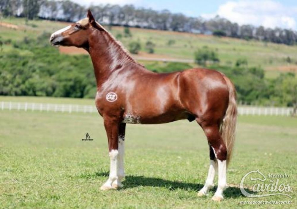COMANCHE G.Z