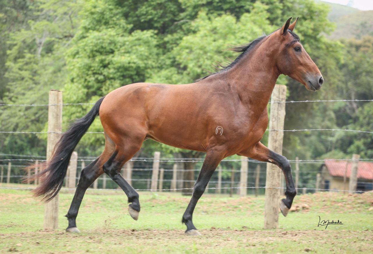 CAVALO MUITO BOM DE SELA 