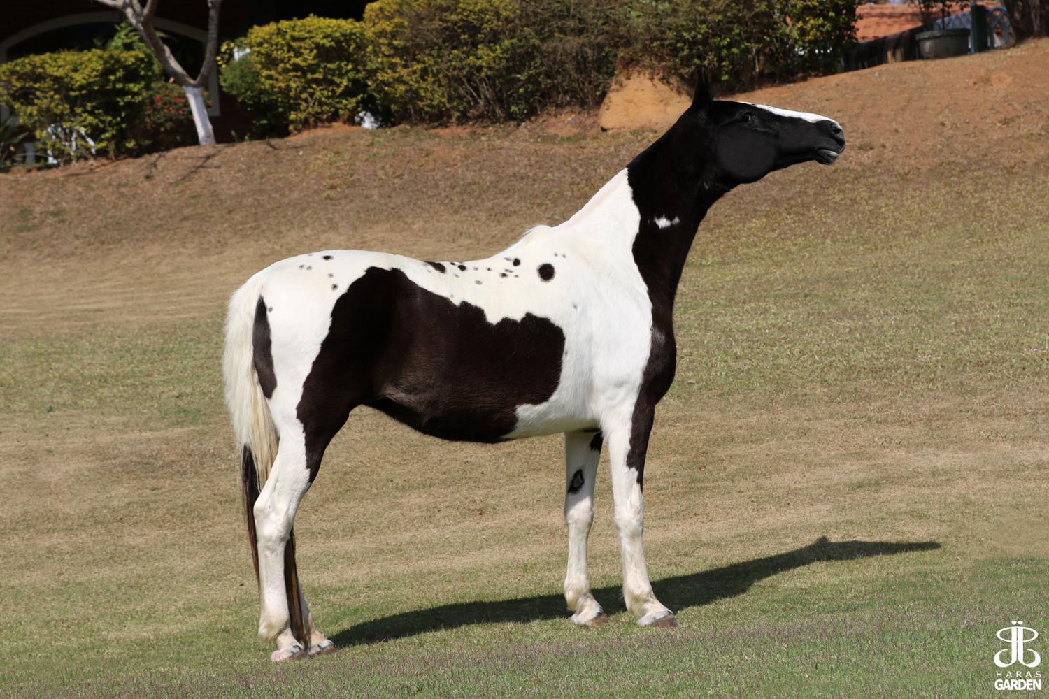 CAMBUQUIRA DO URSO BRANCO