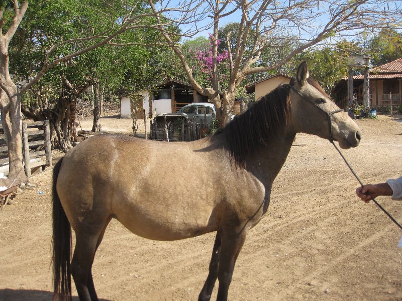 QUEIMADA