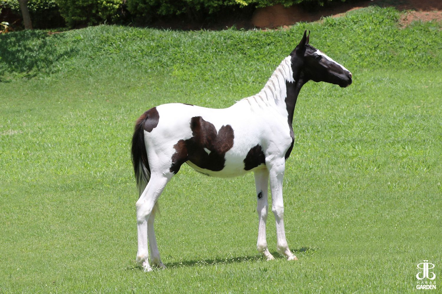 JJ NATUREZA DO GARDEN