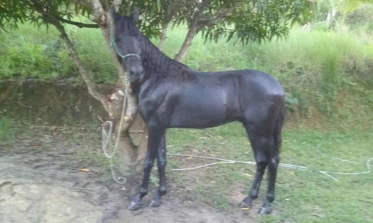 VENDE-SE M.M