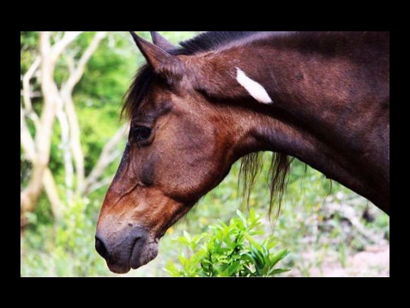 FALCÃO DO NOSSO RANCHO