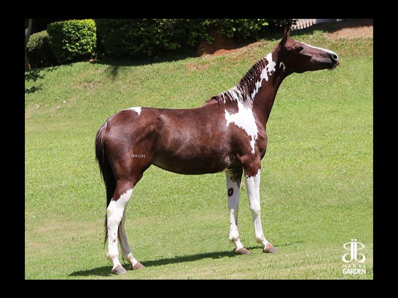 RESERVA DO ORGIN (T.E.)