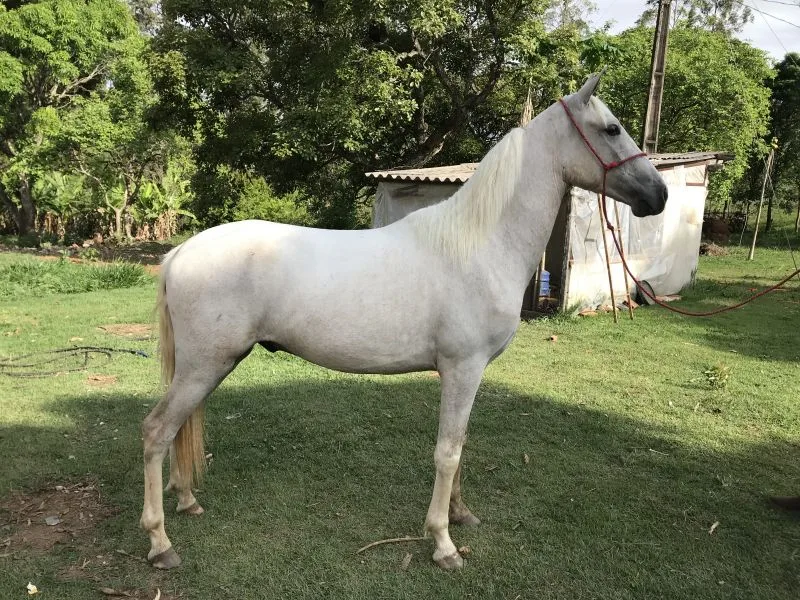 NUNO DA BRASILANDIA