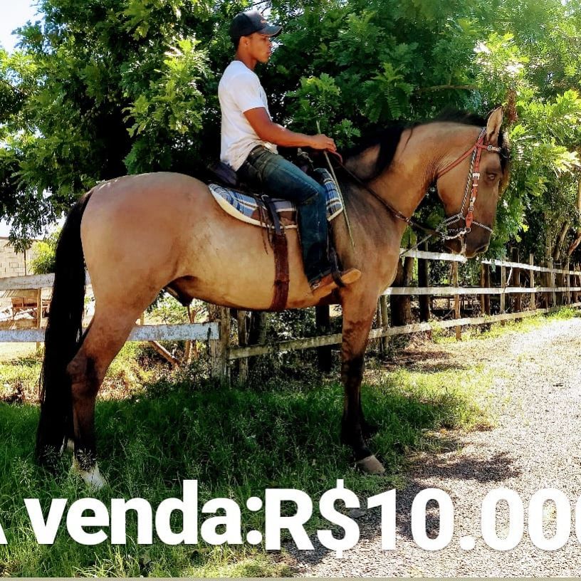 CAMPOLINA (REGISTRADO)