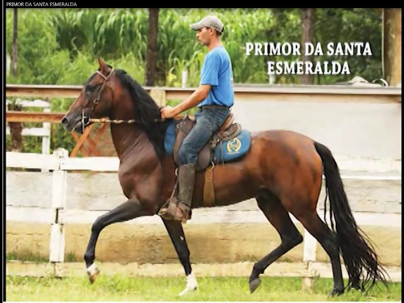 PRIMOR DA SANTA ESMERALDA