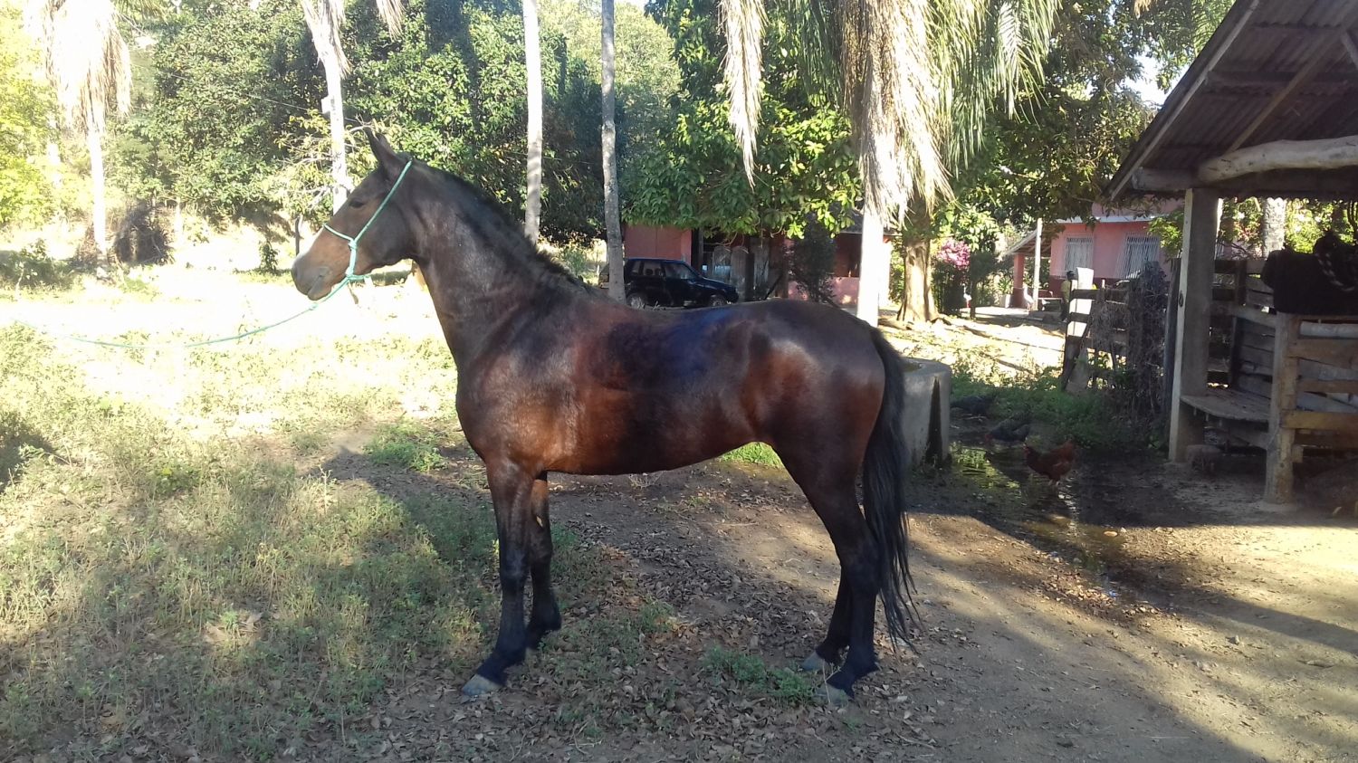 VENDO ÉGUA COMUM