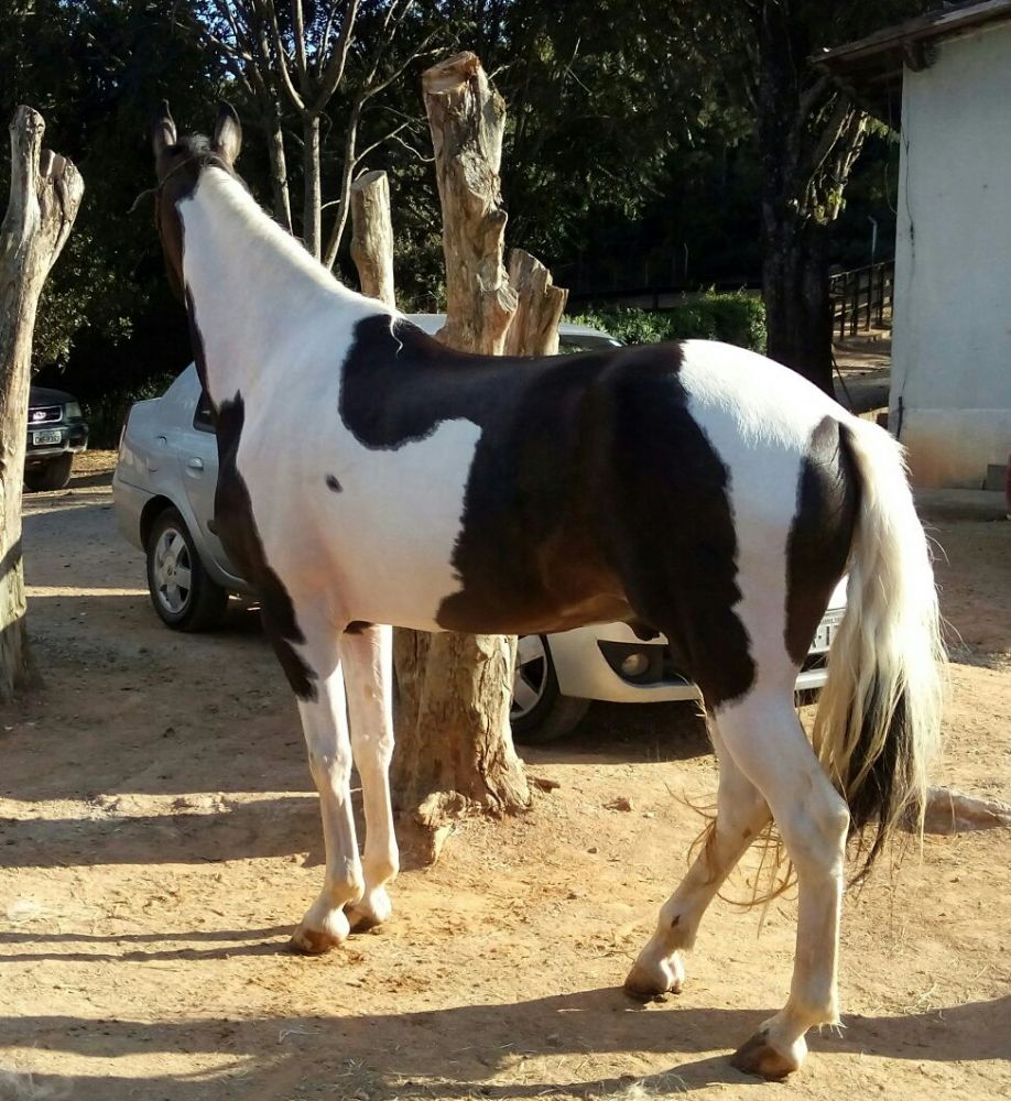 CAVALO, CASTRADO MARCHA PICADA. 