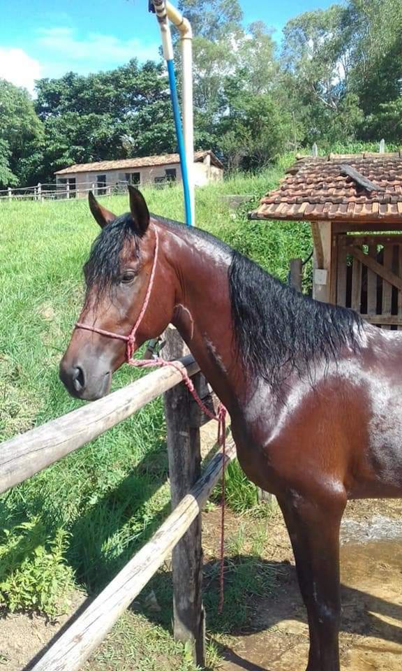 FIGO DA JAUAPERI