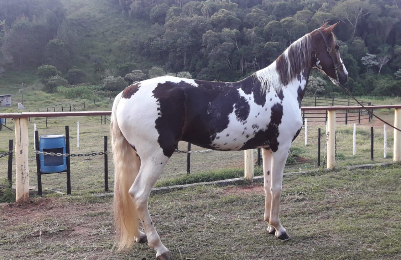 PEDRITA DO ORGIM