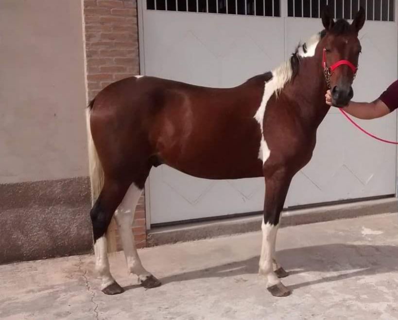 CAVALO MANGA LARGA PAULISTA 