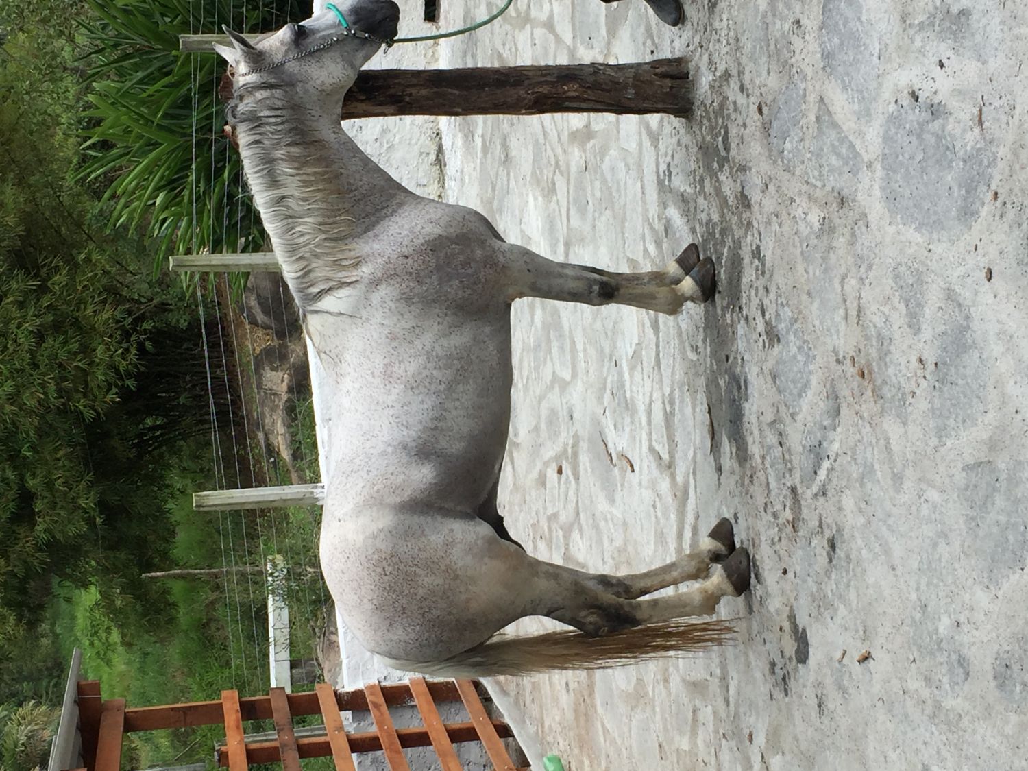 CAVALO GUARTO DE MILHA 