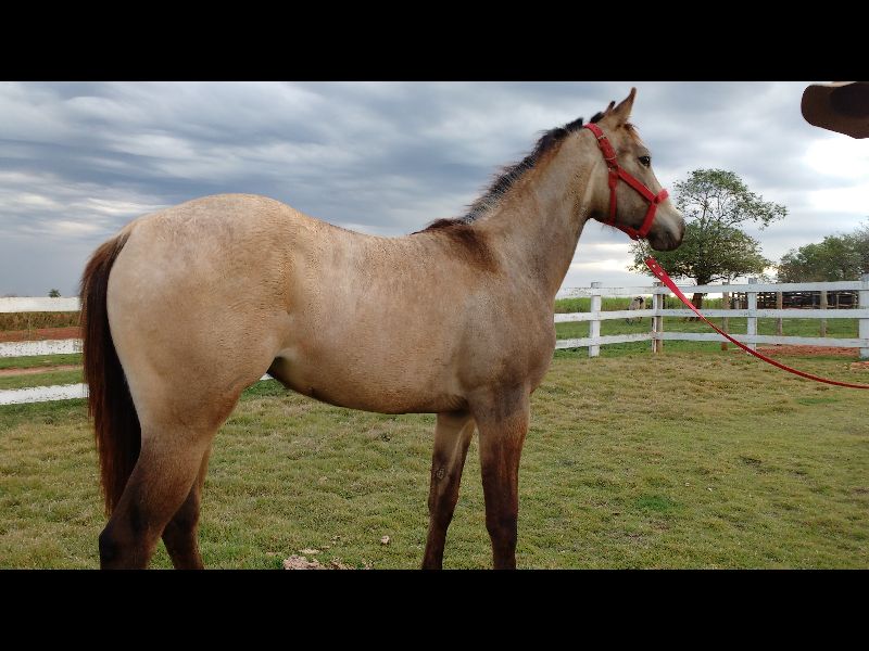 BREEZE FRENCH LEO TZ