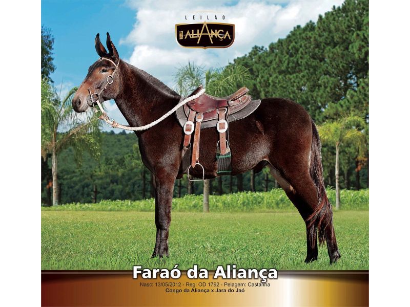 FARAO DA ALIANÇA