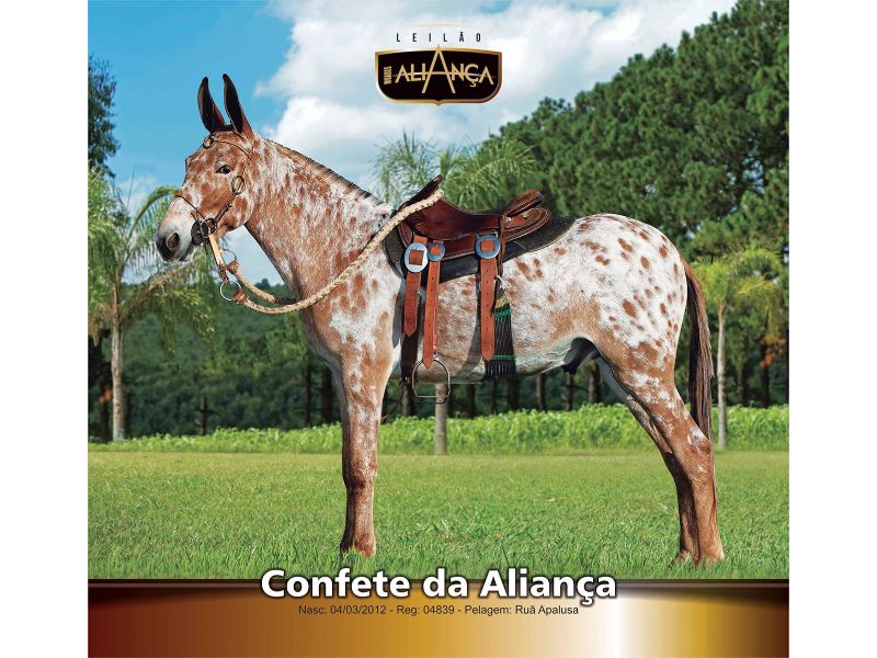 CONFETE DA ALIANÇA