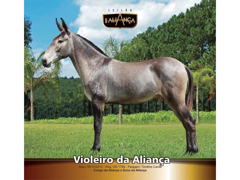 VIOLEIRO DA ALIANÇA