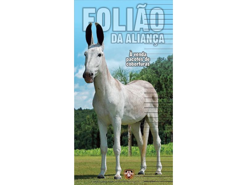 FULIÃO DA ALIANÇA