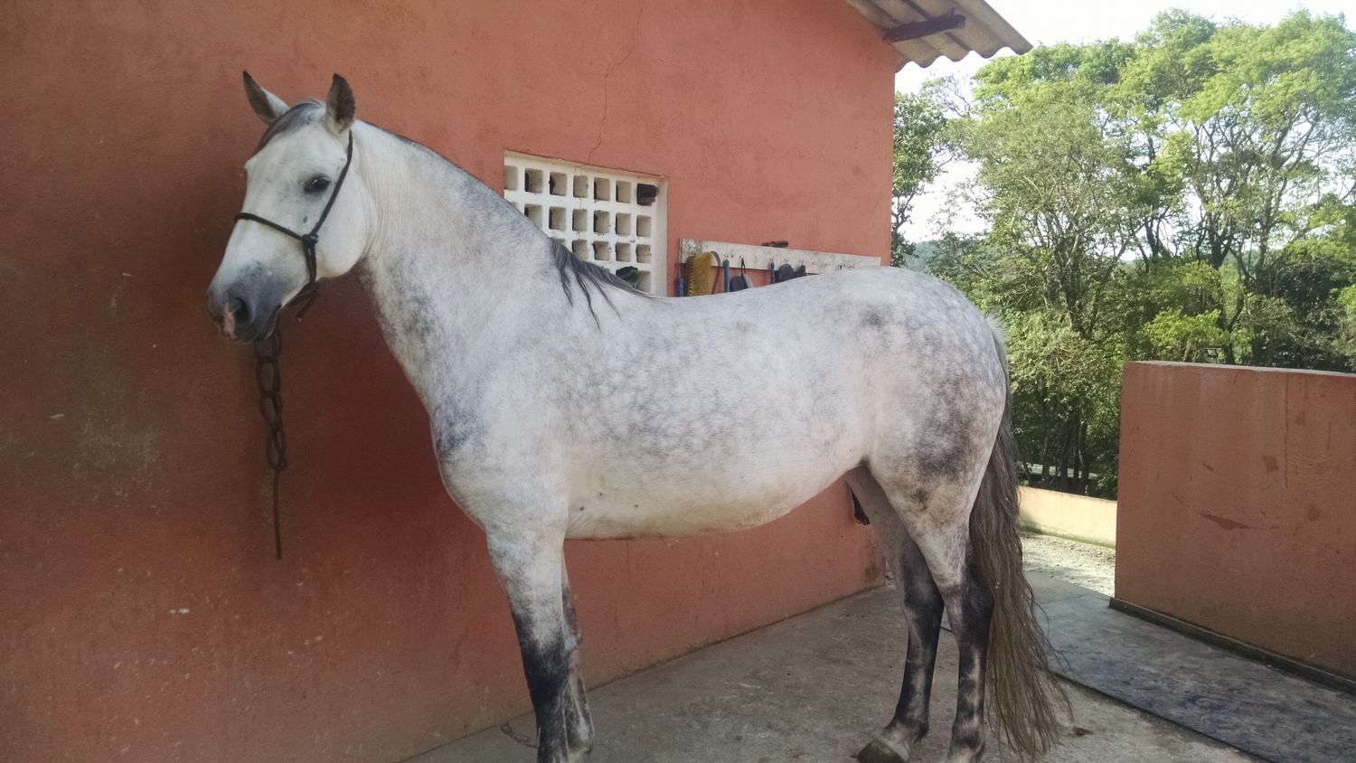 FLÓRIDA HPS