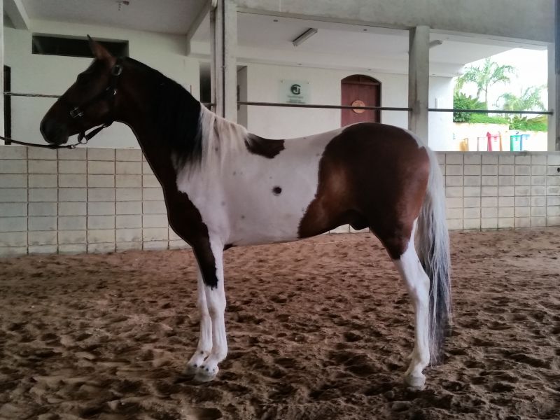 OLIMPO GOLDEN HORSE