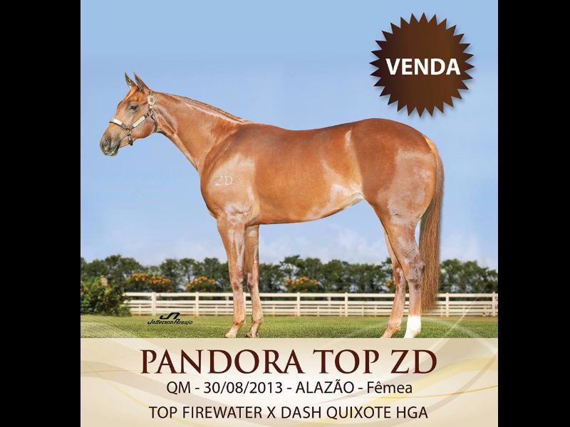 PANDORA TOP ZD