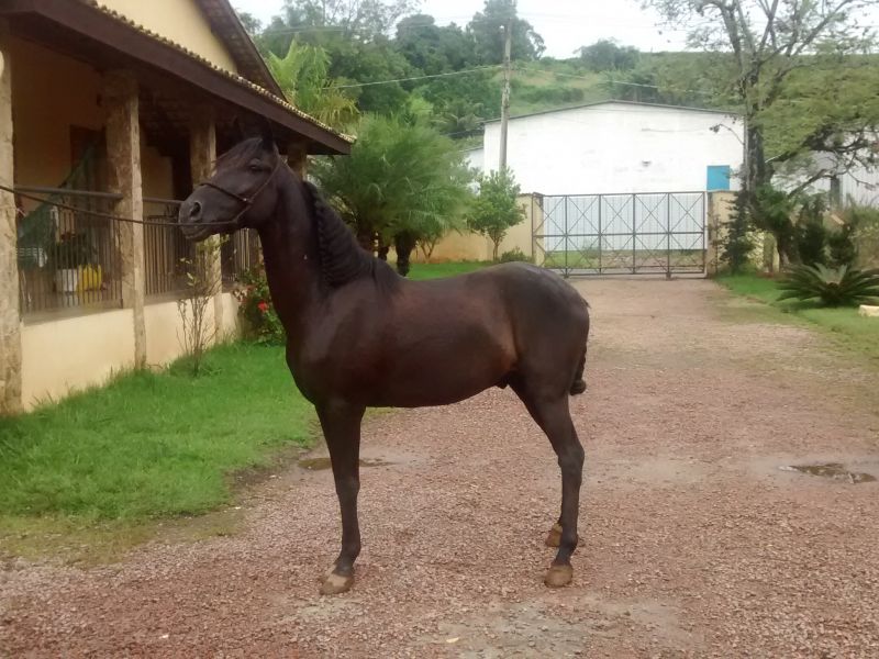 ESPARTANO  SERENO