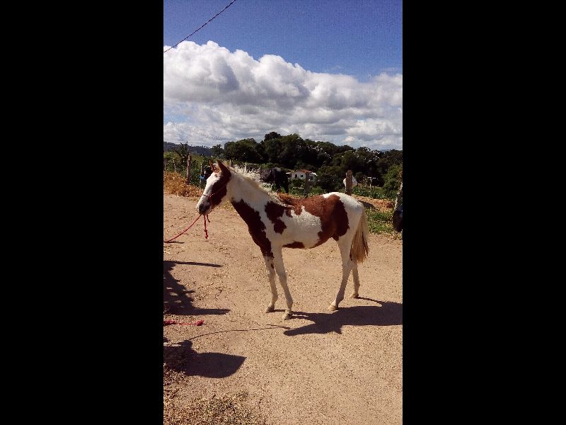CAVALO DE FOGO