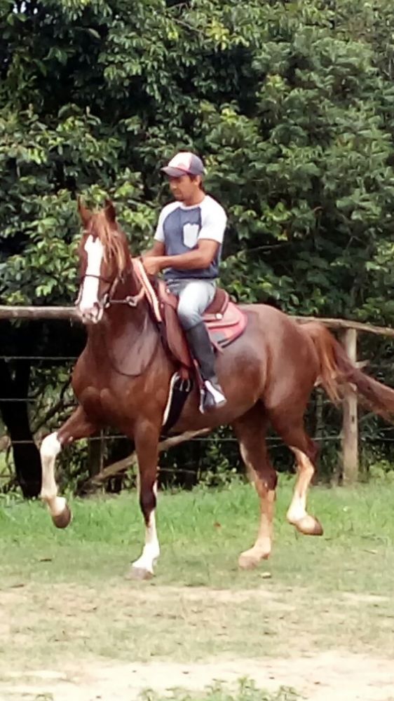 ALVORADA CEL