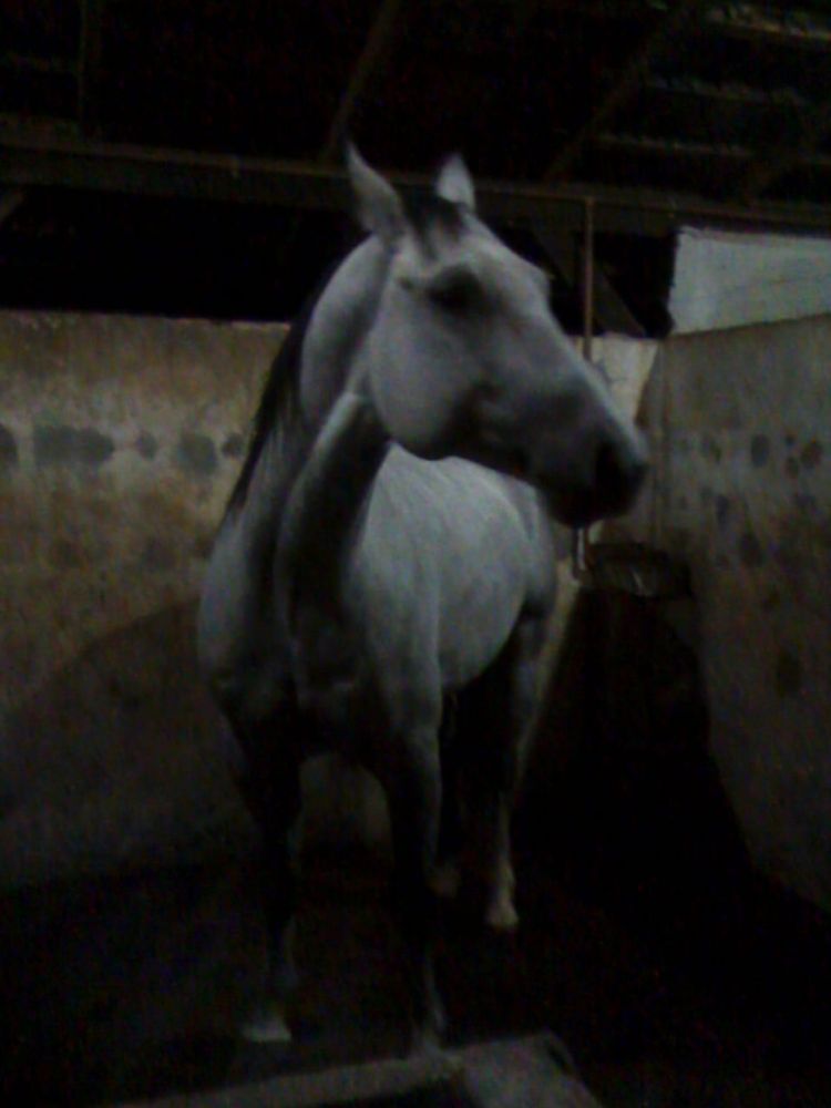 BLUE GOLD BOONSMAL