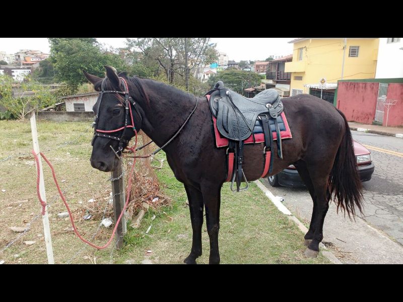 VALENTE
