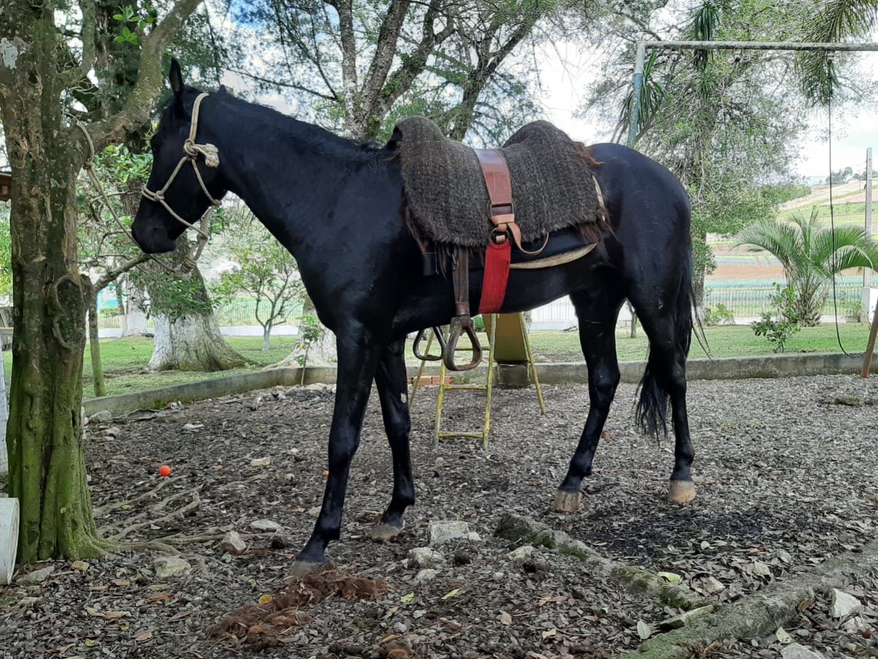 CAVALO PRETO