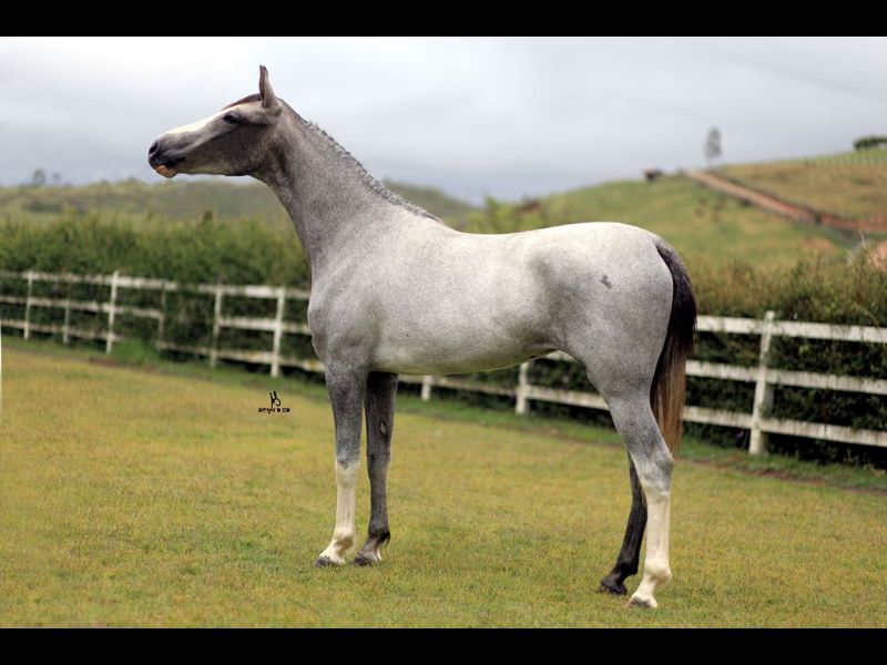 TEL PURPURINA DA S.L.G.