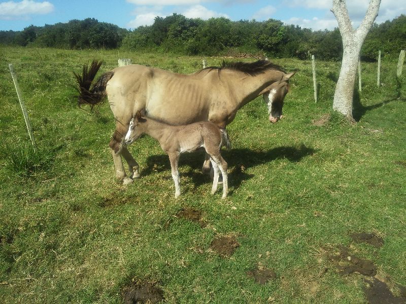ODILO NUBE NEGRA
