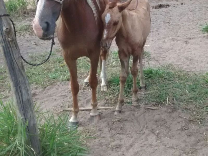 TROPA DE CAVALOS