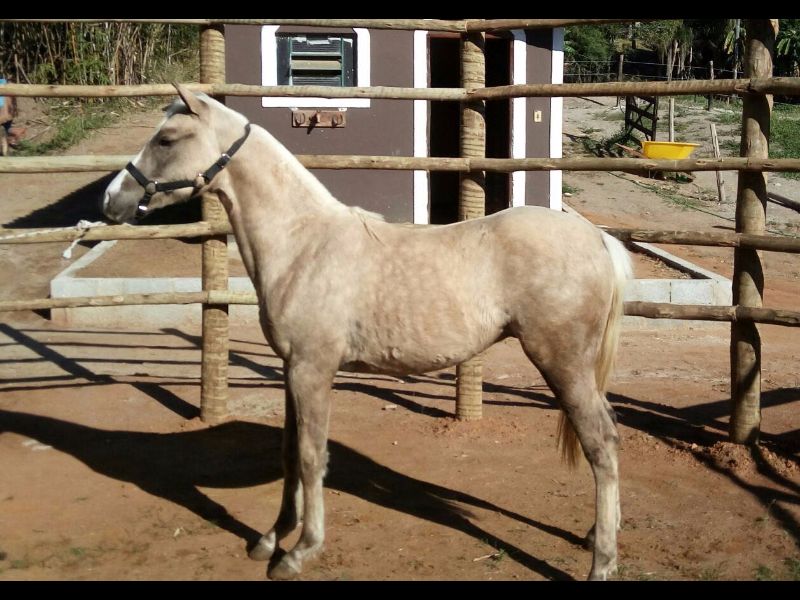 DELTA DOS PALOMINO