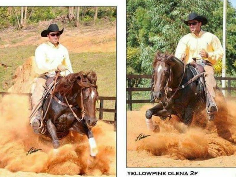 YELLOWPINE OLENA 2F