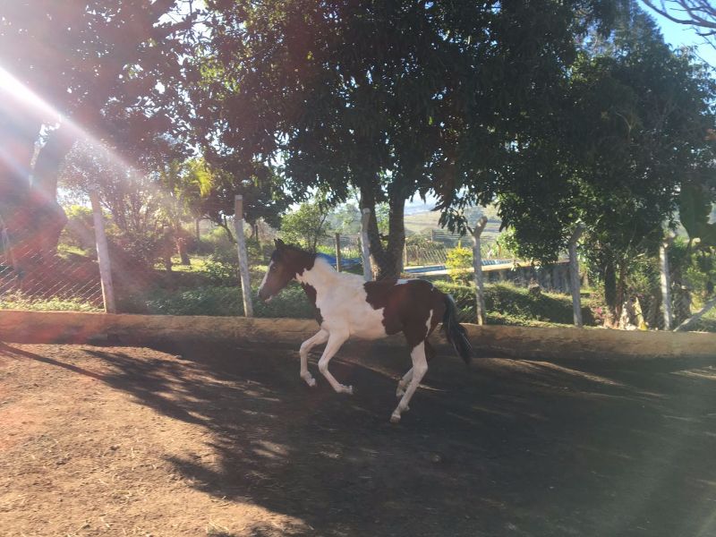 FAÍSCA DE RIBEIRÃO BONITO