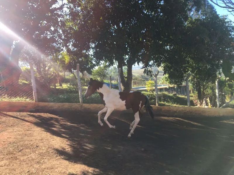 FAÍSCA DE RIBEIRÃO BONITO