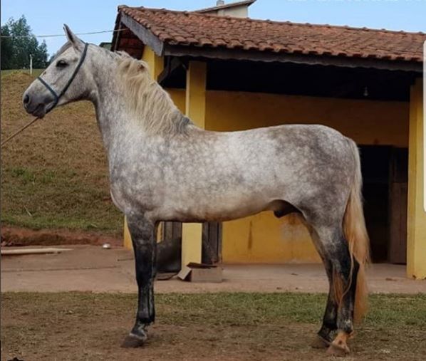XERIFE DO YURI