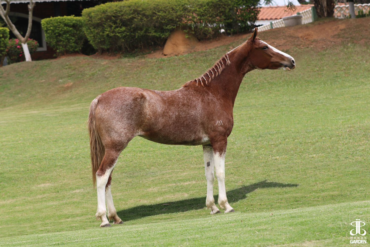 ESTAMPA DO SÍTIO GRANDE